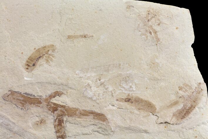 Fossil Cricket (Gryllidae) Cluster - Green River Formation, Utah #109115